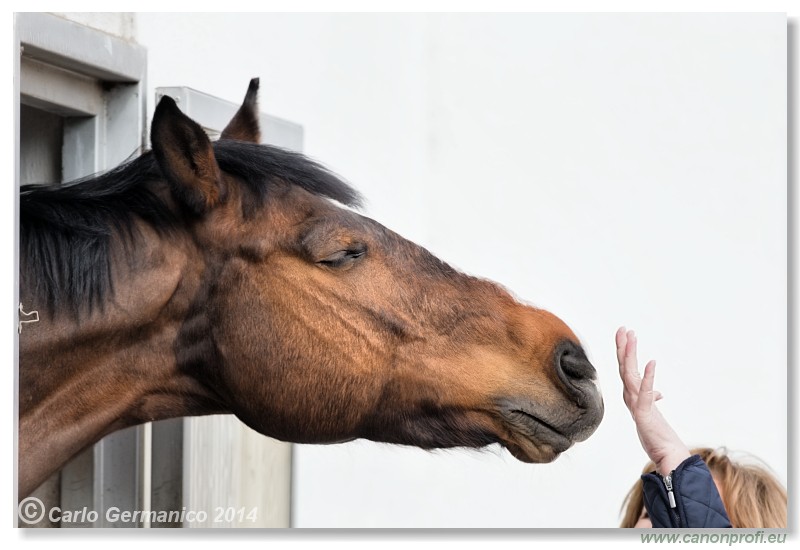 Zimn� liga 2014 - fin�le