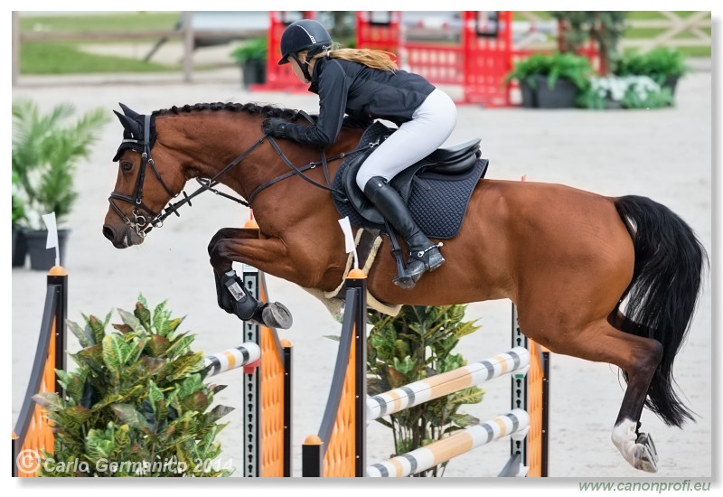 Spring Opening Hippo 