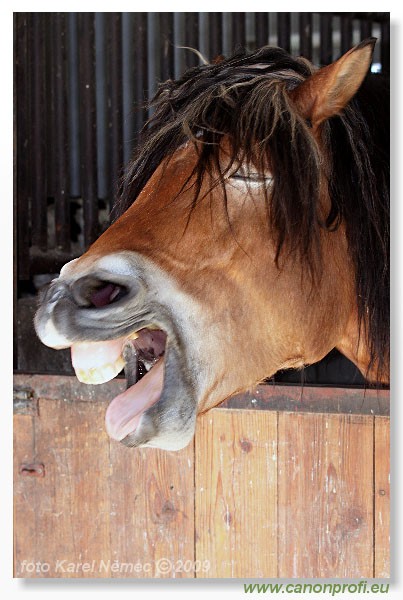 Miloslavov - 11. apr�la 2009 