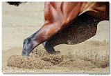 Barrel Race 