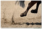 Barrel Race 