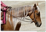 REINING S Open Junior 