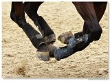 Barrel Race  