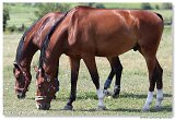 Western Show Pezinok 