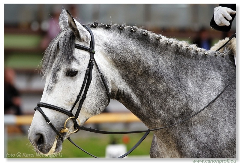 Drezúra - Dressage 2011