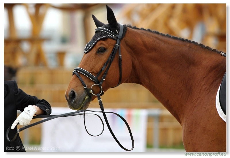 Drezúra - Dressage 2011