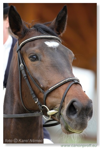 Drezúra - Dressage 2011