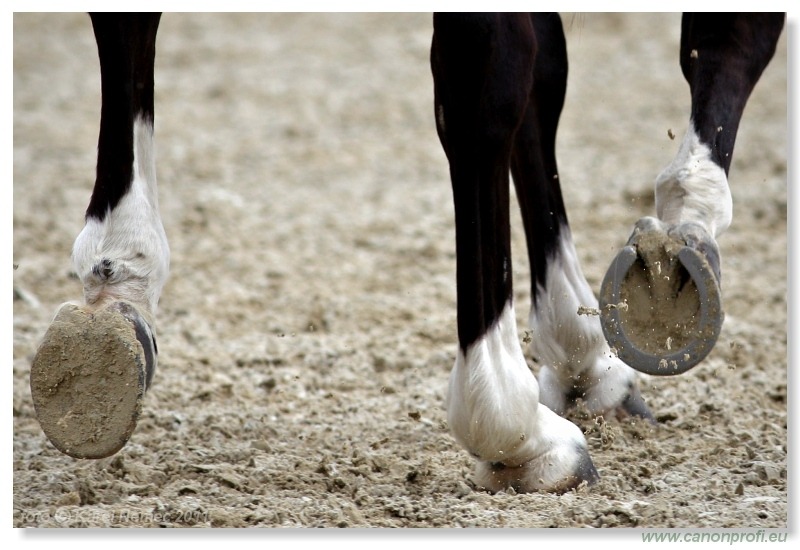 Drezúra - Dressage 2011