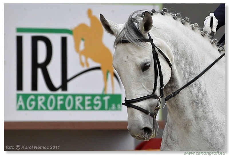 Drezúra - Dressage 2011