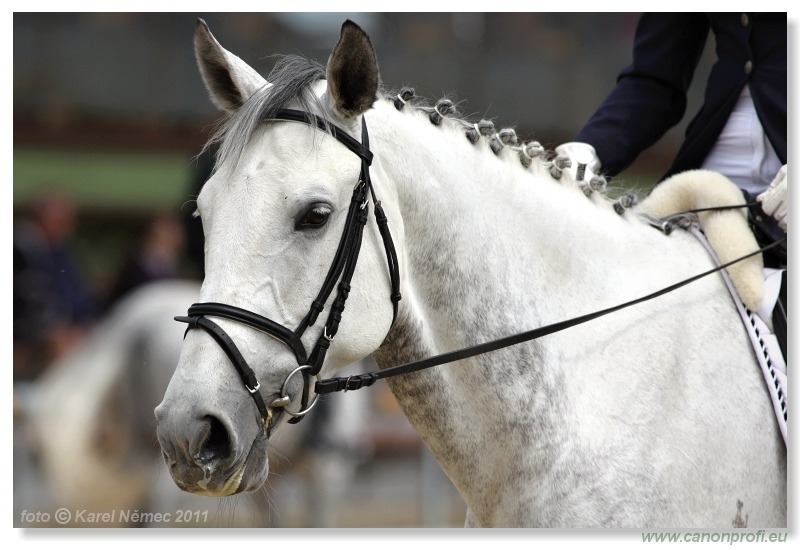 Drezúra - Dressage 2011