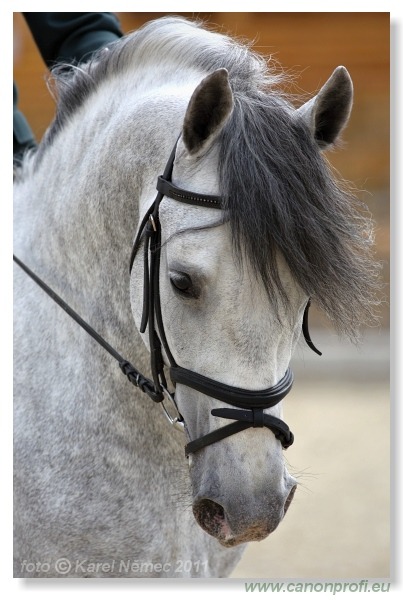 Drezúra - Dressage 2011