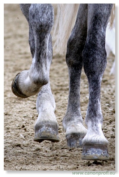 Drezúra - Dressage 2011