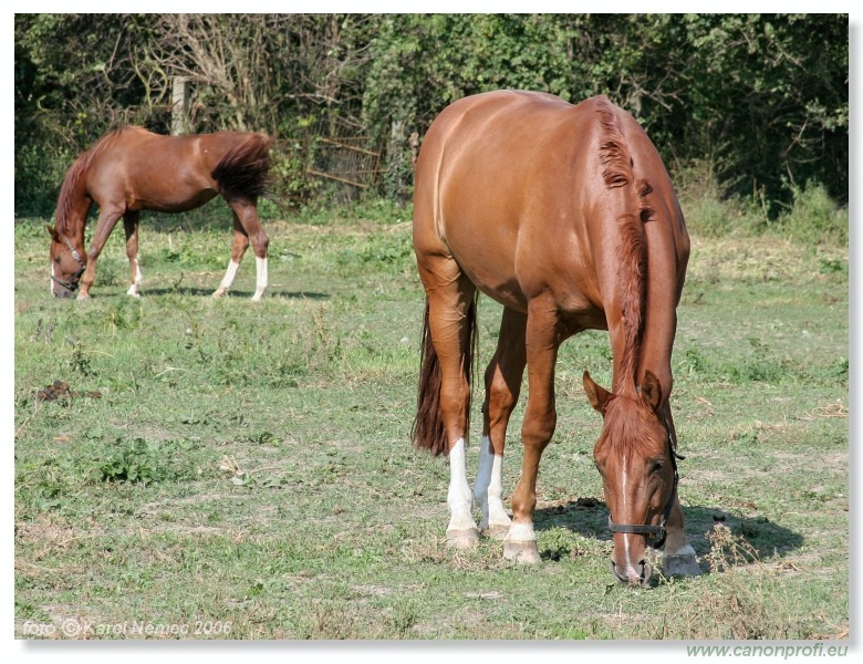 Drezúra - Dressage 2006