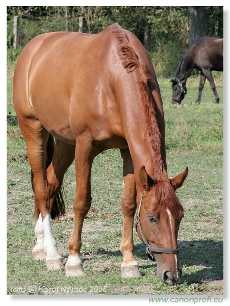 Drezúra - Dressage 2006