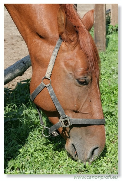 Drezúra - Dressage 2006