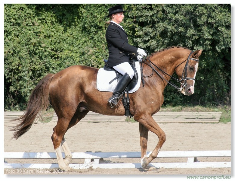 Drezúra - Dressage 2006