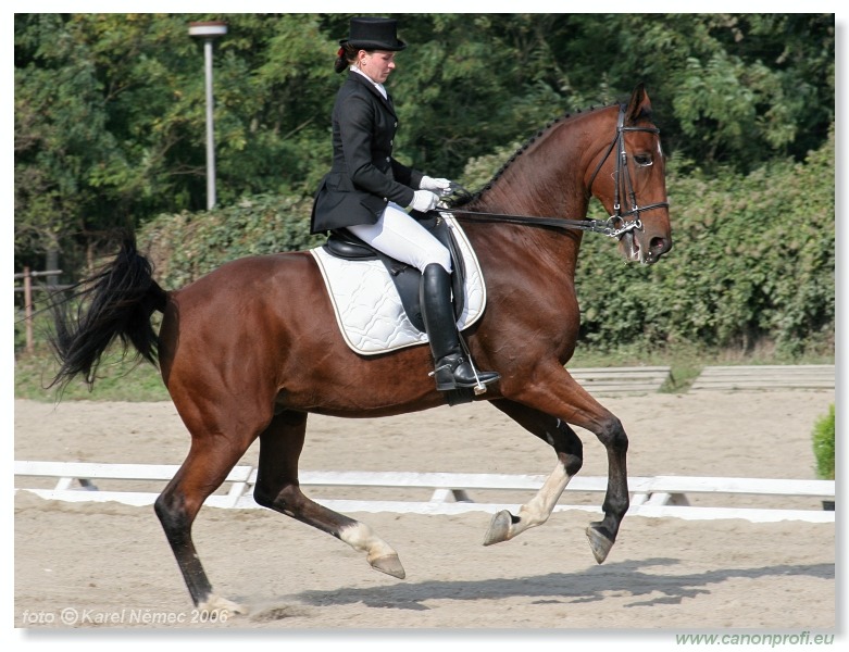 Drezúra - Dressage 2006