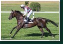 6. dostihy - 29. Cena Mysa