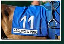 8. dostihy - 30. Slovenské derby spoločnosti MPL