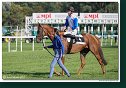 7. dostihy - Cena Whisky