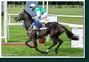 6. dostihy - 30. Cena zimnej kráľovnej