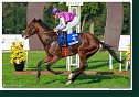 8. dostihy - Slovenský St. Leger DRAG CONSULTING s.r.o.
