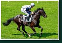 dostih č. 4 - 35. Starohájske kritérium