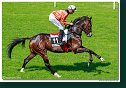 dostih č. 4 - 35. Starohájske kritérium