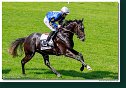 dostih č. 4 - 35. Starohájske kritérium