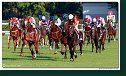 dostih č. 8 - 27. Slovenské derby