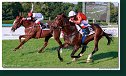 dostih č. 8 - 27. Slovenské derby
