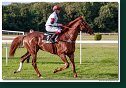 dostih č. 8 - 27. Slovenské derby