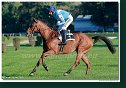 dostih č. 8 - Veľká starohájska steeplechase