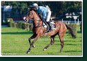 dostih č. 8 - Veľká starohájska steeplechase