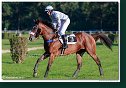 dostih č. 8 - Veľká starohájska steeplechase