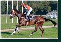 dostih č. 8 - Veľká starohájska steeplechase