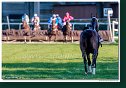 dostih č. 8 - Veľká starohájska steeplechase