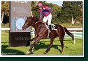 dostih č. 8 - Veľká starohájska steeplechase