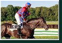 dostih č. 8 - Veľká starohájska steeplechase