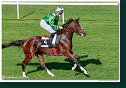 dostih č. 5 - 25. Cena Whisky spoločnosti ARQANA