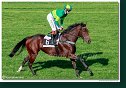 dostih č. 5 - 25. Cena Whisky spoločnosti ARQANA