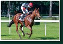 dostih č. 5 - 25. Cena Whisky spoločnosti ARQANA