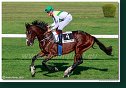 dostih č. 7 - 27. Slovenský St. Leger