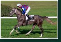 dostih č. 7 - 27. Slovenský St. Leger