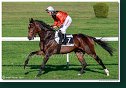 dostih č. 7 - 27. Slovenský St. Leger