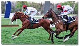 8. dostihy -Cena Tantry 