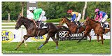 9. dostihy -Cena Fiorentie 
