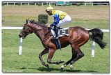 1. dostihy  -29. Cena Muscatita 