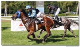 6. dostihy -29. Cena Mysa 