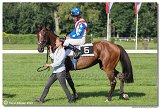 7. dostihy - Cena Whisky 